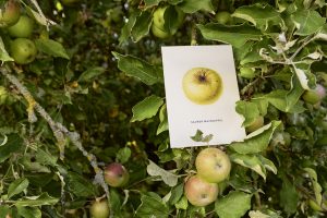 Postkarte vom An Apple A Day 2019