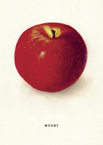 Postkartenset vom An Apple A Day Kalender 2020