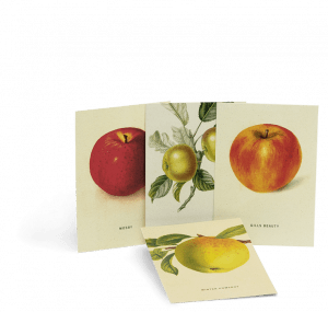 Postkartenset zu An Apple A Day Kalender 2020